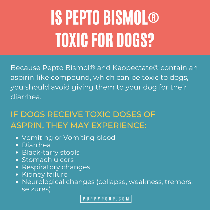 is it okay to give my dog pepto bismol
