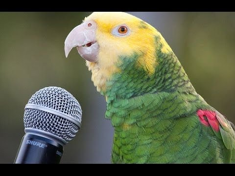 talking birds youtube