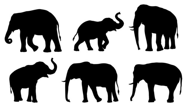 elephant vector image