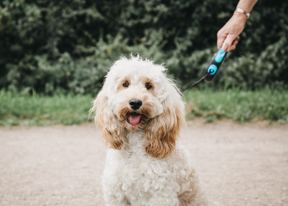 life expectancy of a cockapoo dog