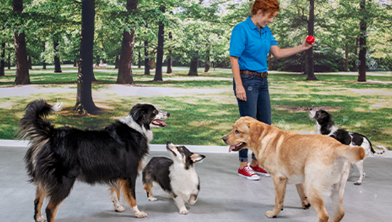 petsmart doggie day camp hours