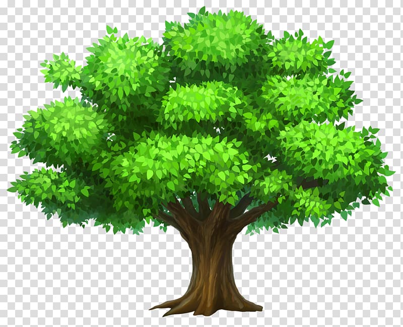 tree transparent clipart