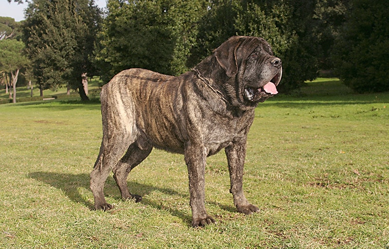 mastiff dog pics