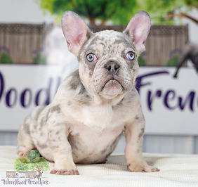 french bulldog puppies for sale in ct