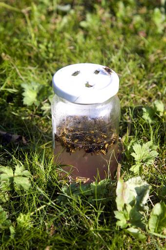 wasp trap homemade