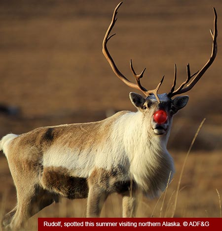 pictures of santas reindeer