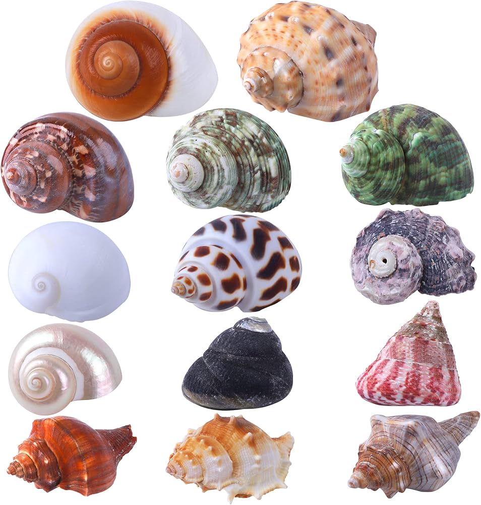 sea shells for hermit crabs