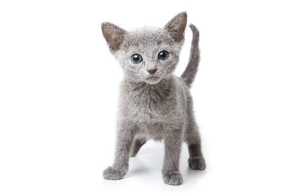 russian blue kitten images