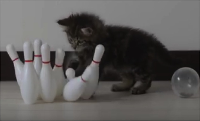 kitten bowling