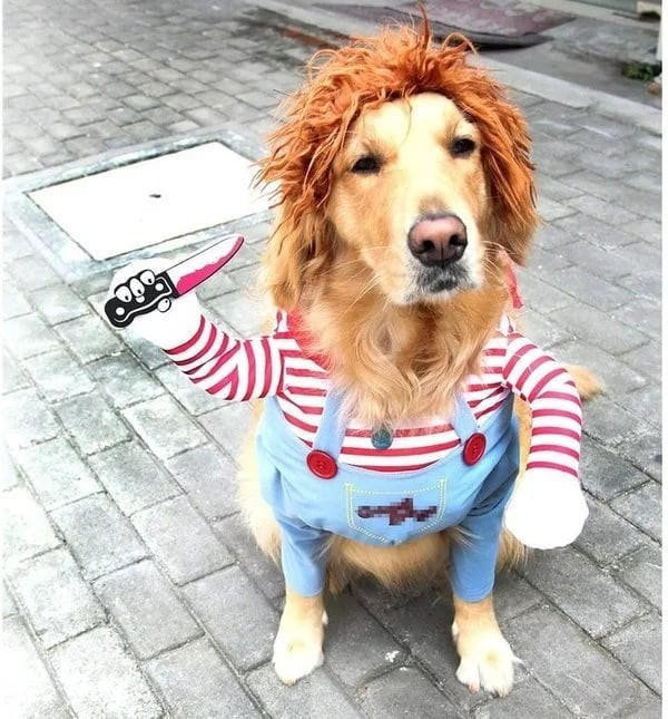 costume dhalloween pour chien