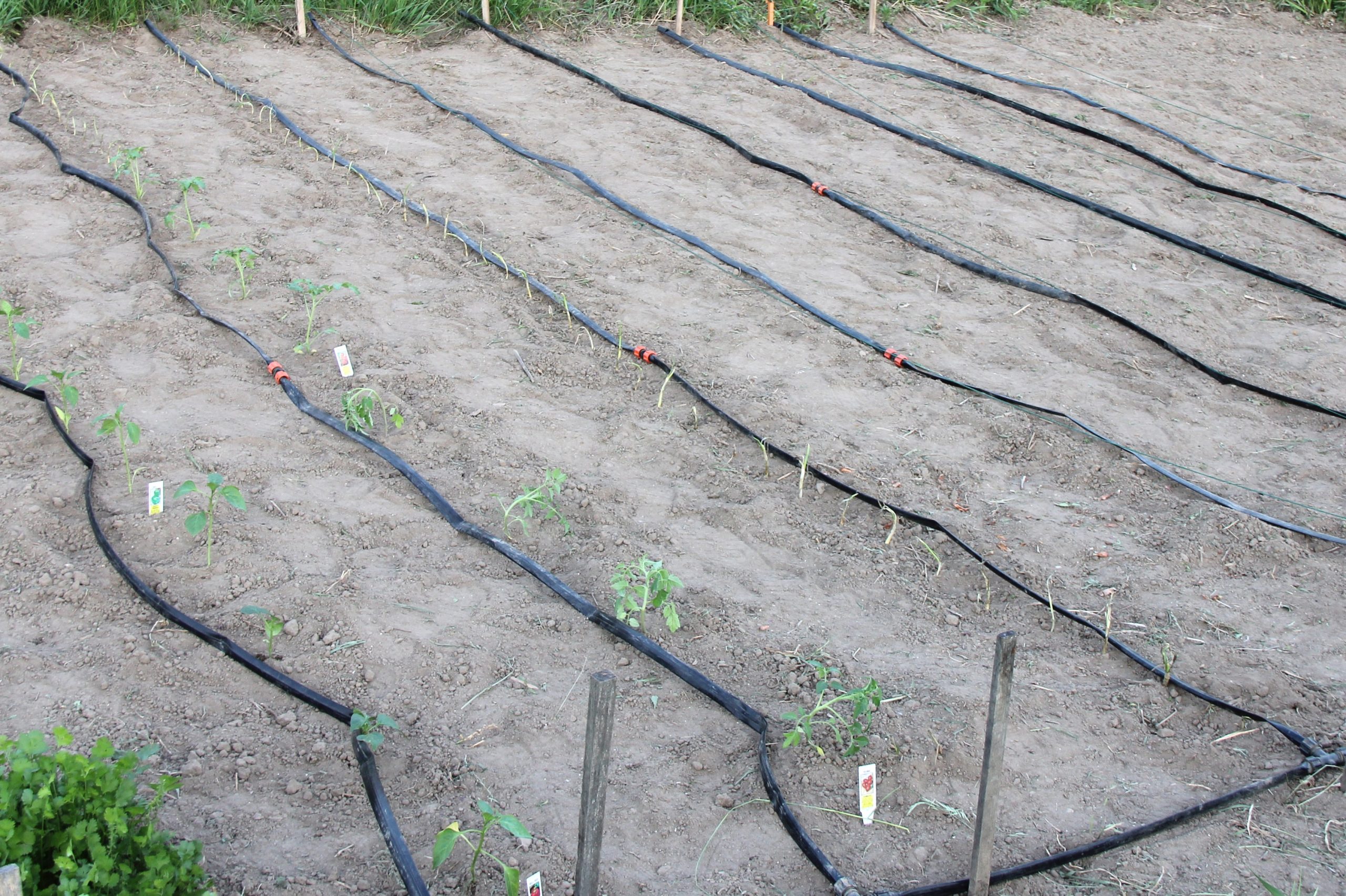 drip irrigation kit for 1000 plants