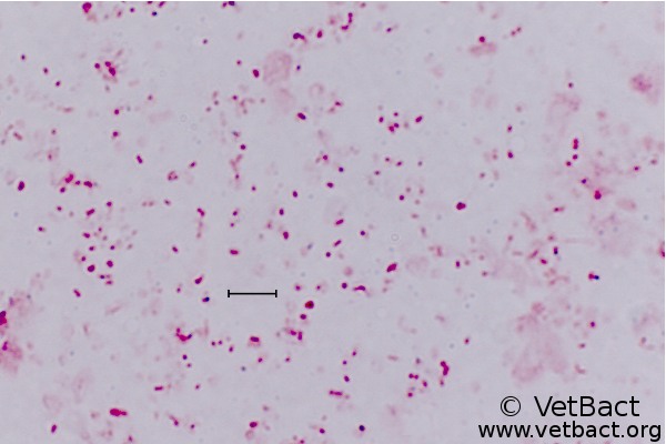 mannheimia haemolytica wiki