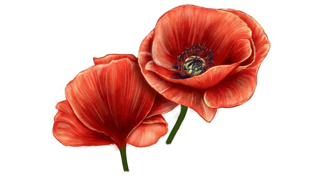 drawings of poppy flowers