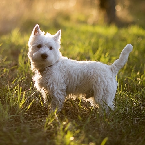 westies for sale scotland