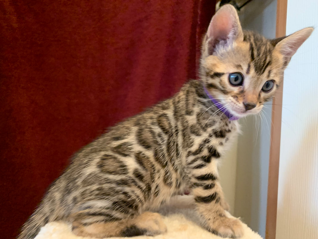 bengal kitten for sale