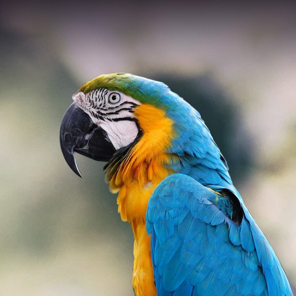 macaw pictures