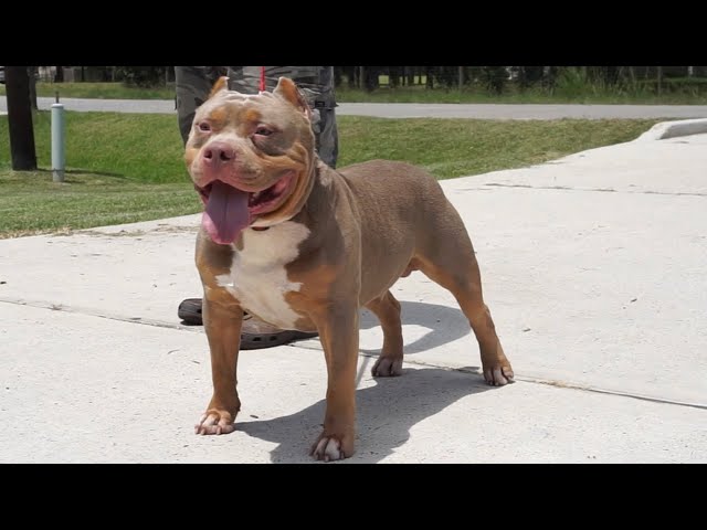 classic american bully breeders