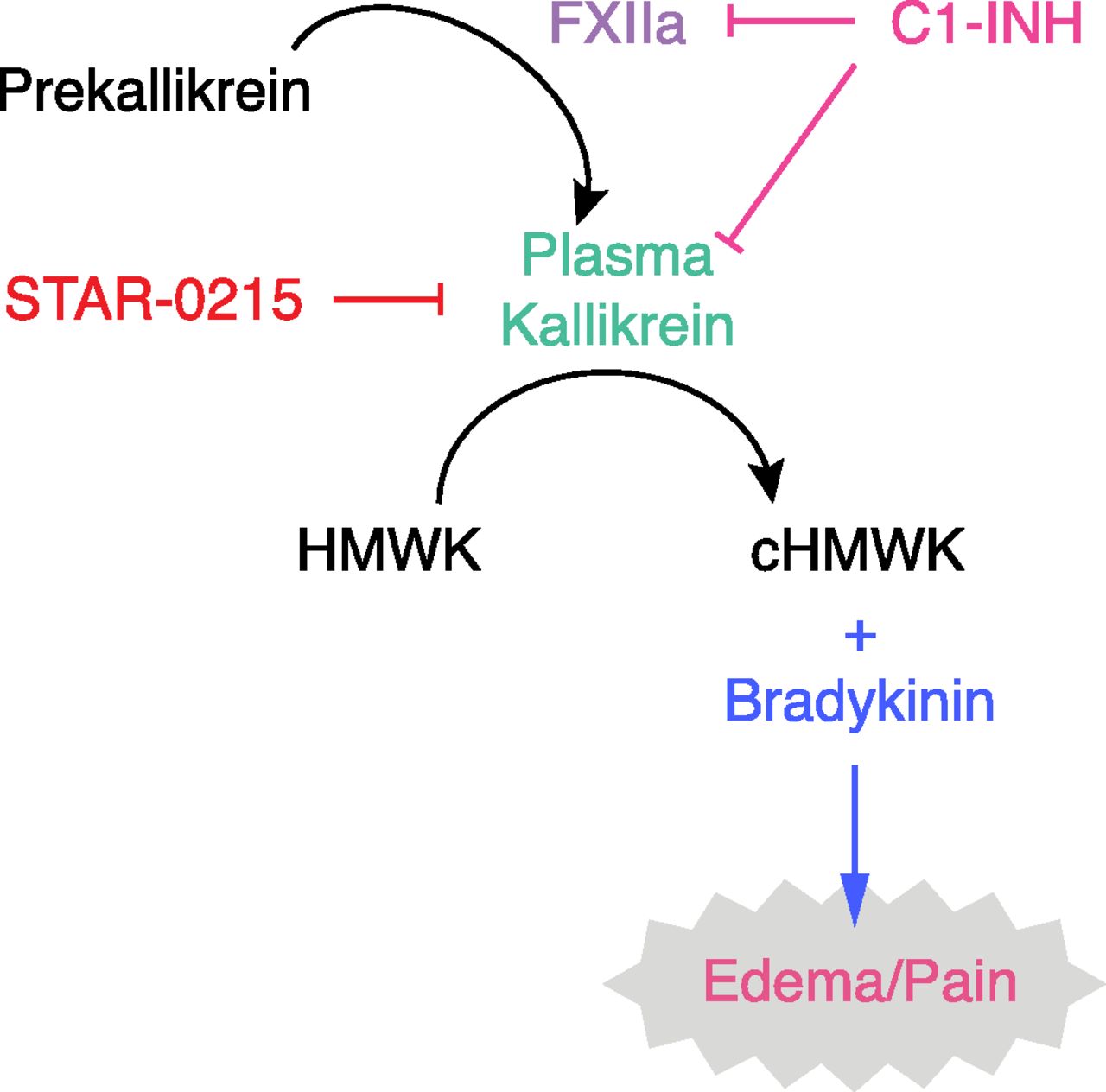 kallikrein