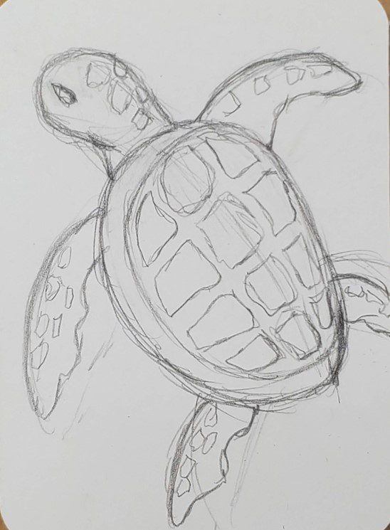 turtle sketch