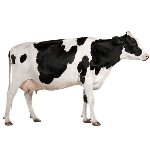 cow png