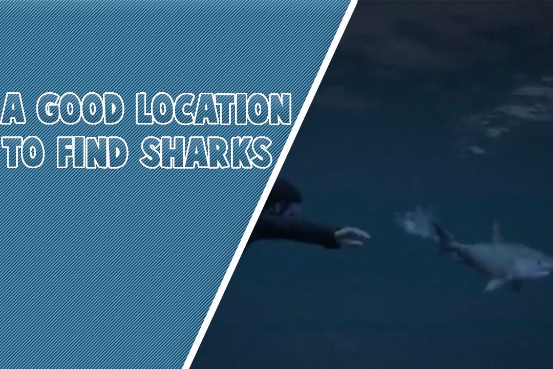 gta 5 shark location map