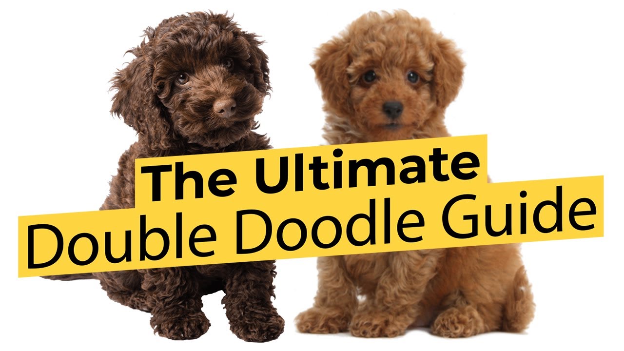 double doodle dog breed