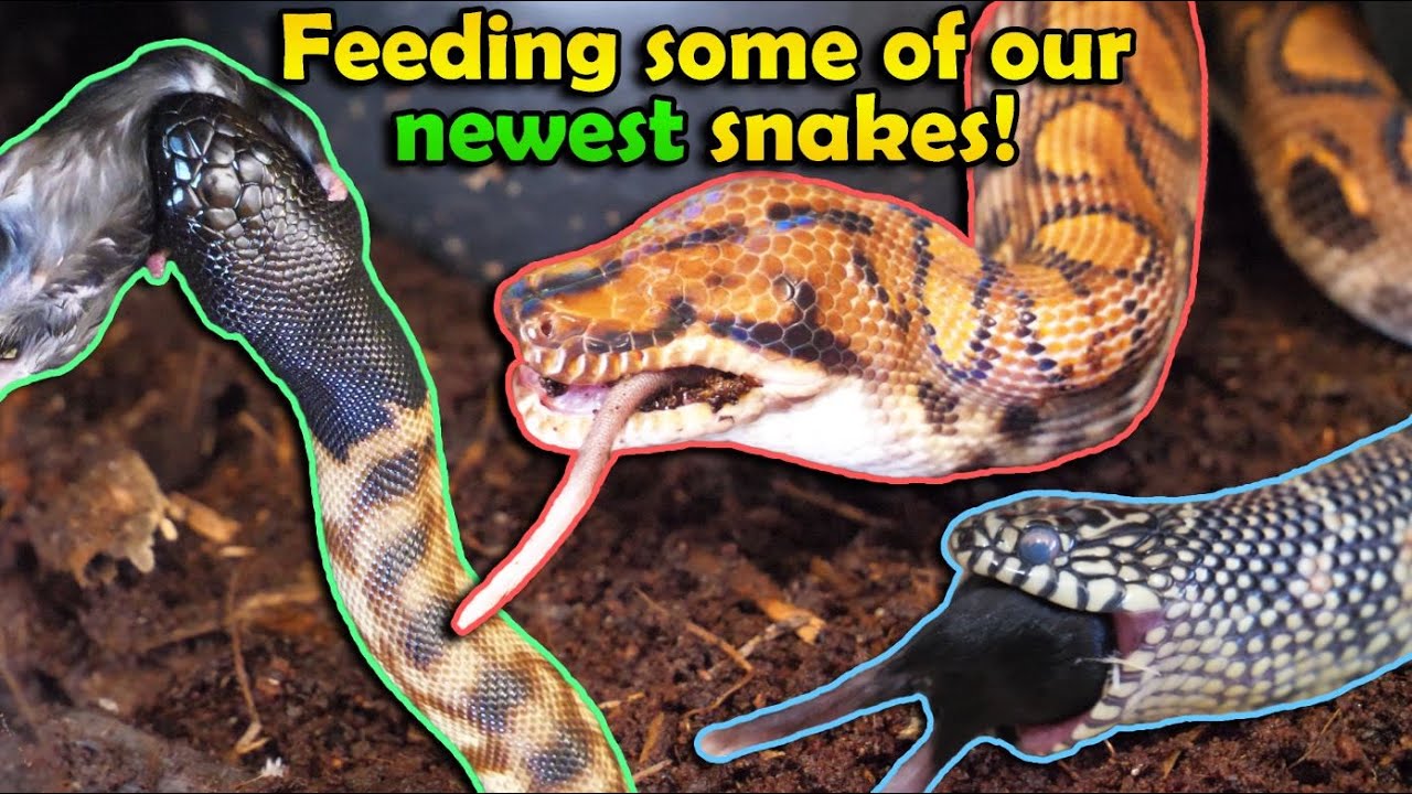 youtube snake discovery