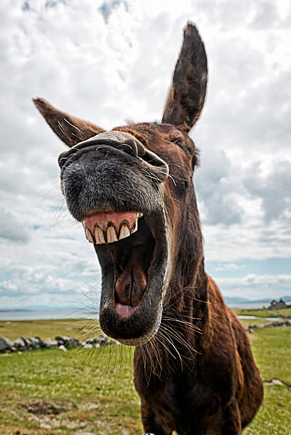 laughing donkey images