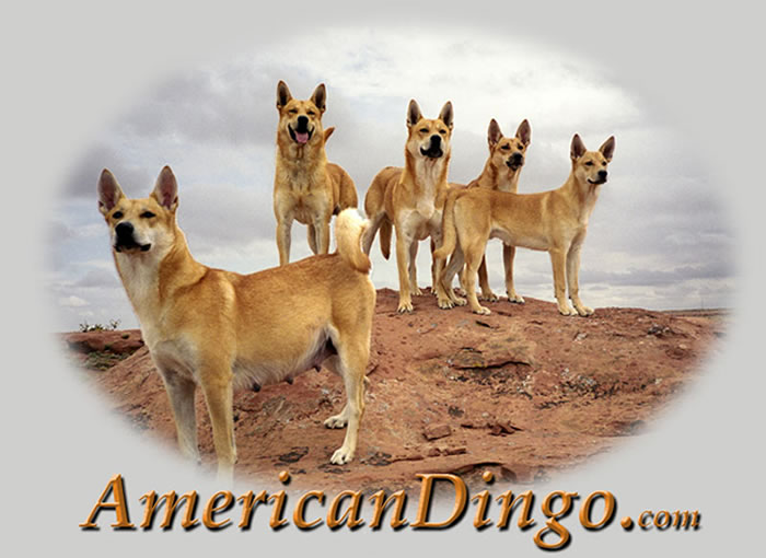 american dingo breeder