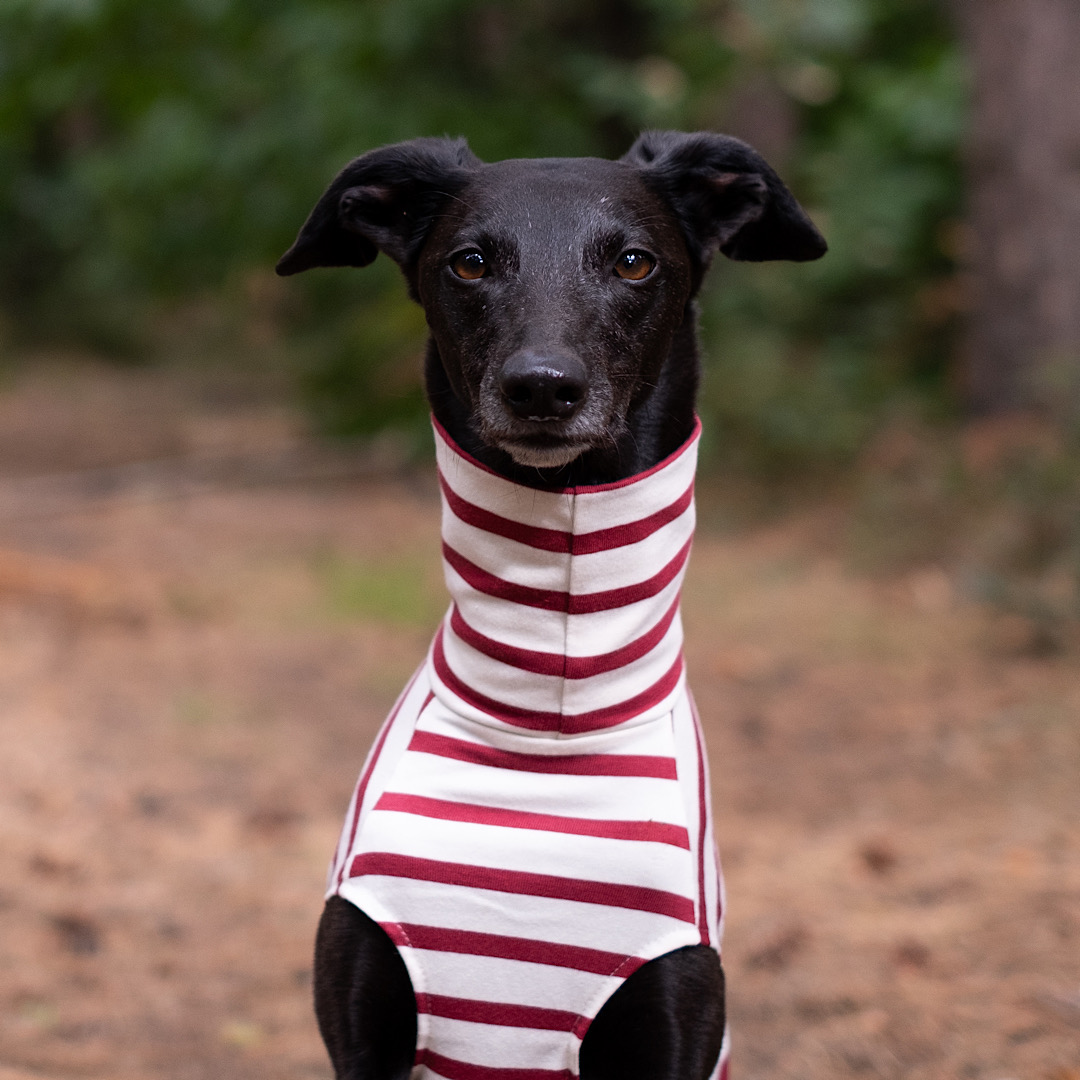 clothes for greyhounds