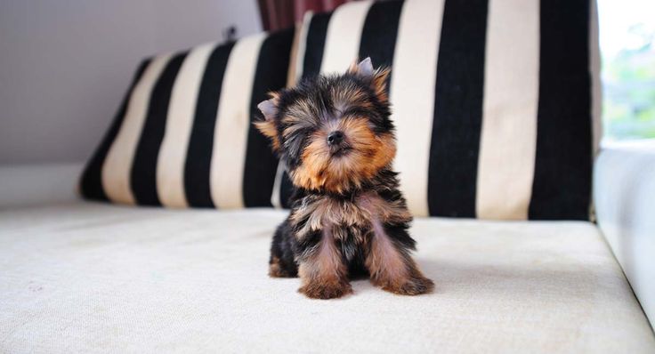 life span of teacup yorkie