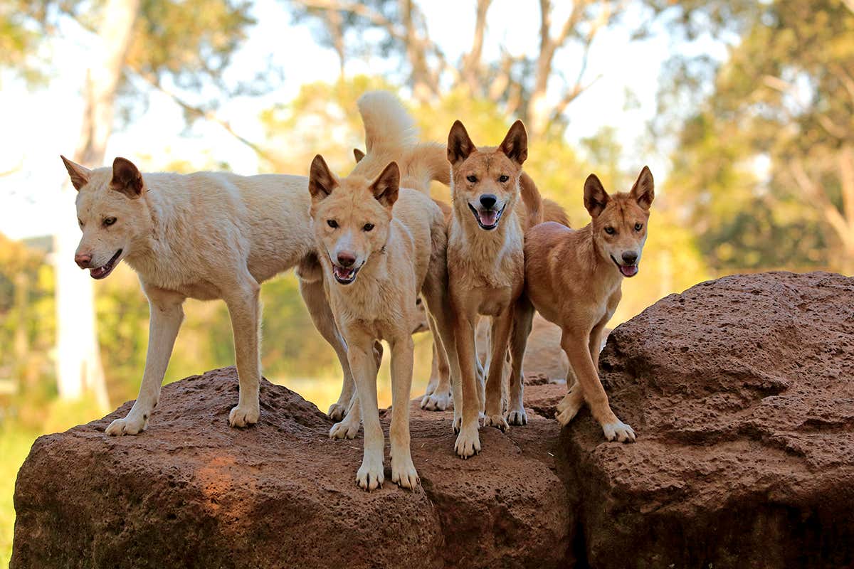 pictures of dingoes
