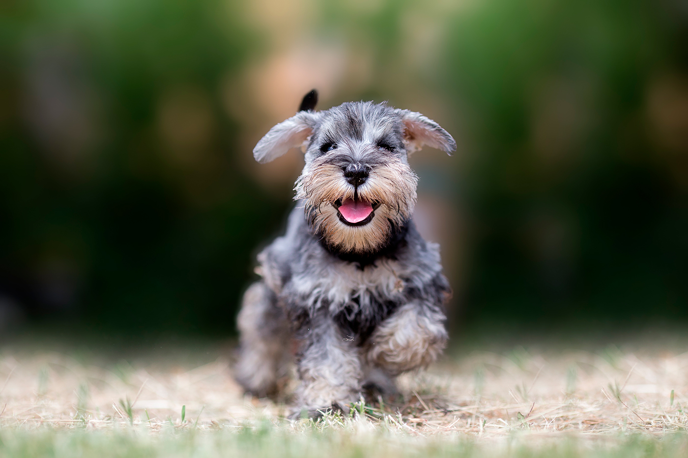 are schnauzer terriers