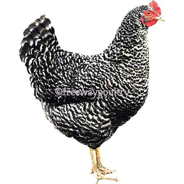 cuckoo maran hen