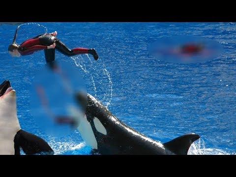 orcas attack humans in wild