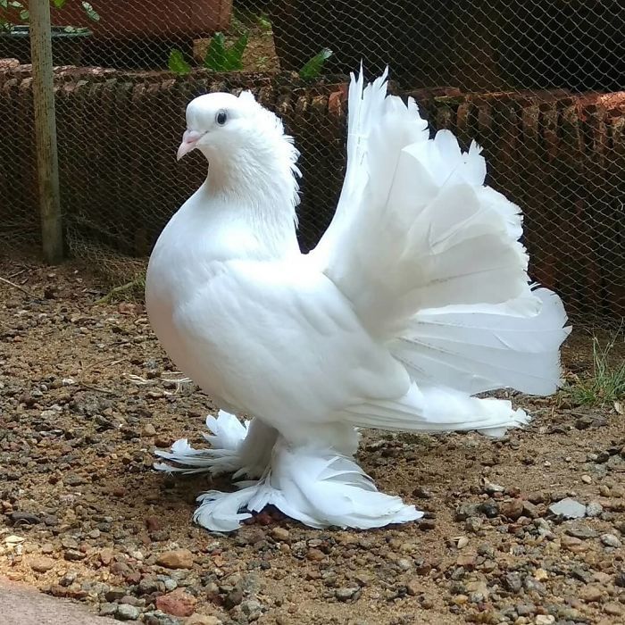 fantail pigeon breeds