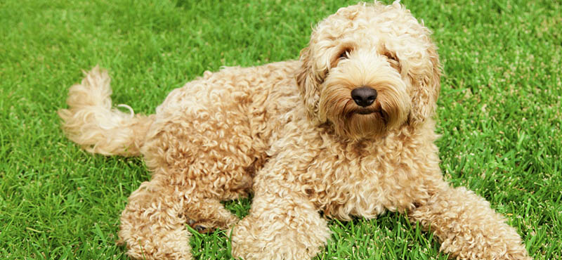 are labradoodles hypoallergenic