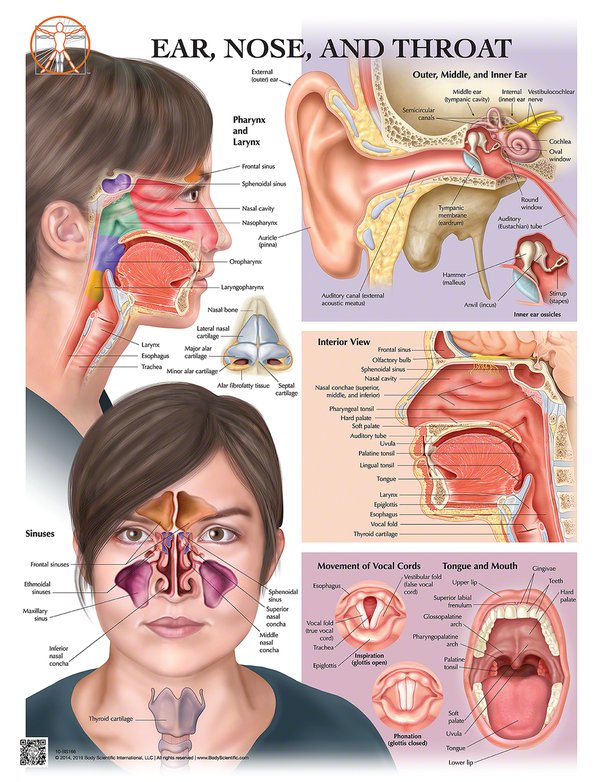 bleeding from the nose following head trauma emt