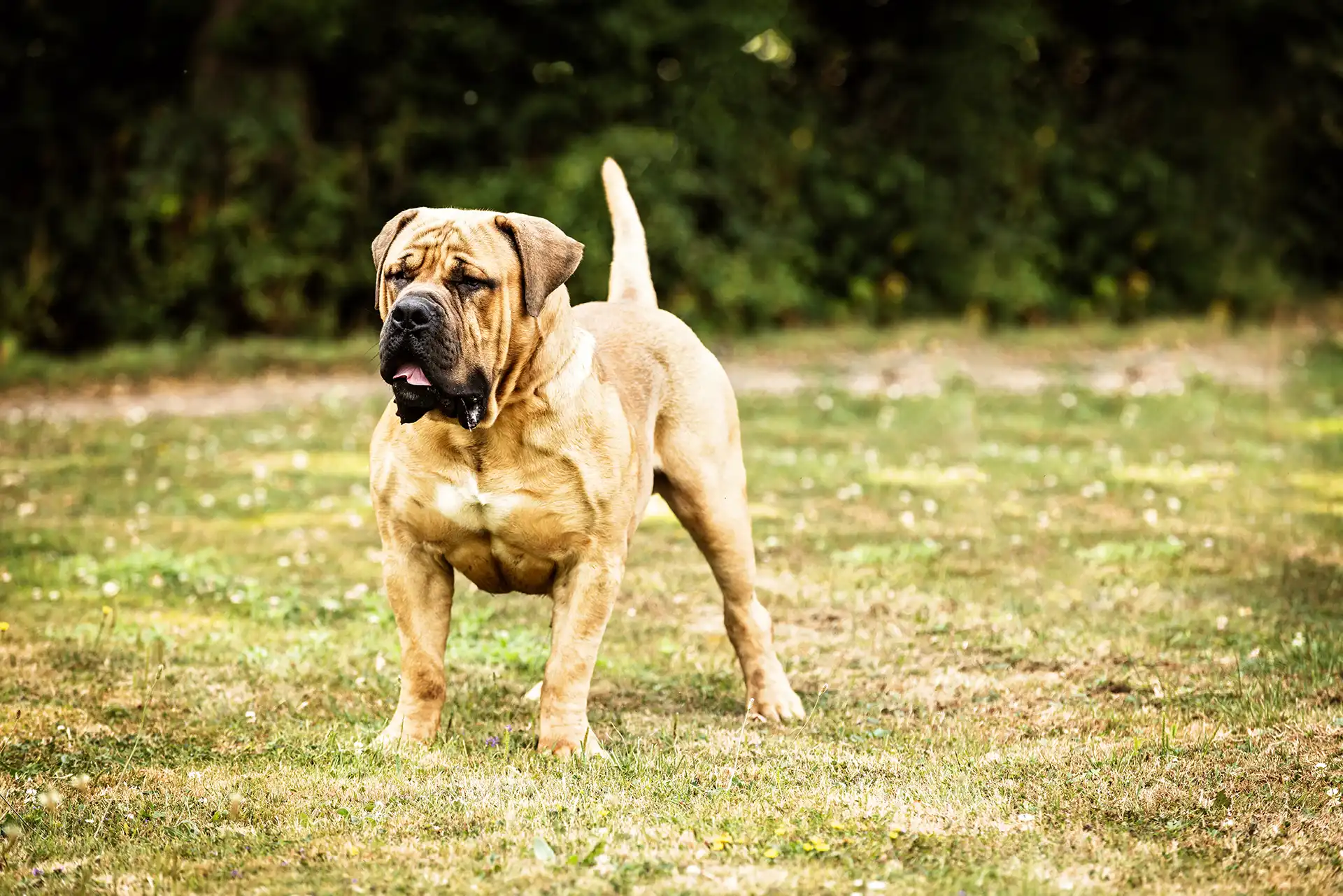 uk boerboel breeders