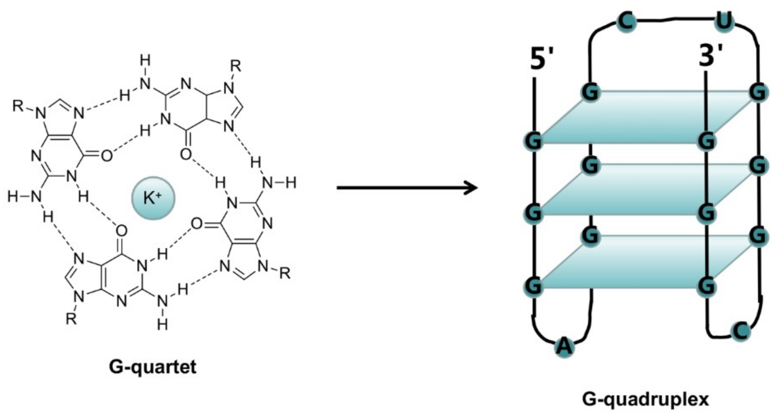 quadruplex