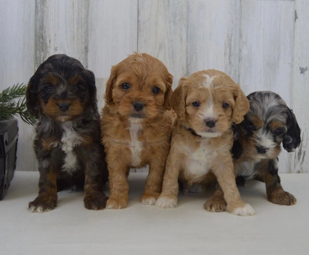 cockapoo puppy for sale