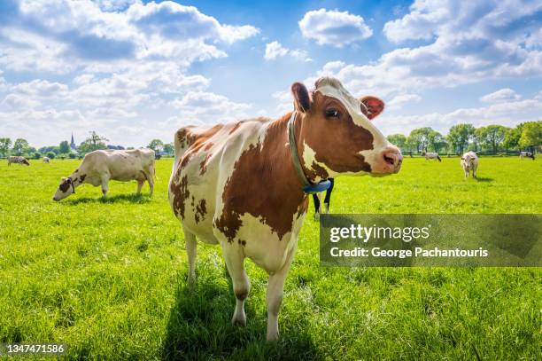 image cow