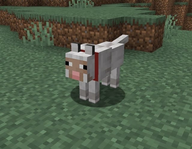 how to tame sheep in minecraft