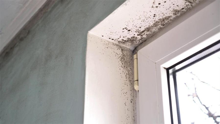 mold remediation near me reviews