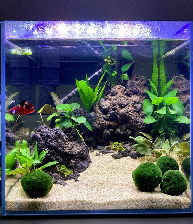 aquascape for betta fish