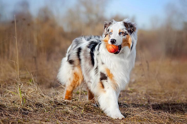 average weight for male australian shepherd