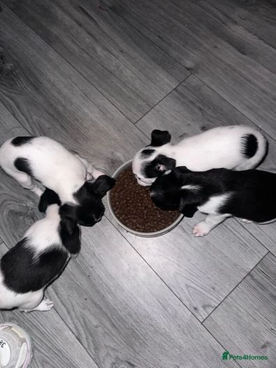 jack russell puppies for sale stoke on trent