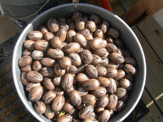 how many pounds of pecans in a 5 gallon bucket