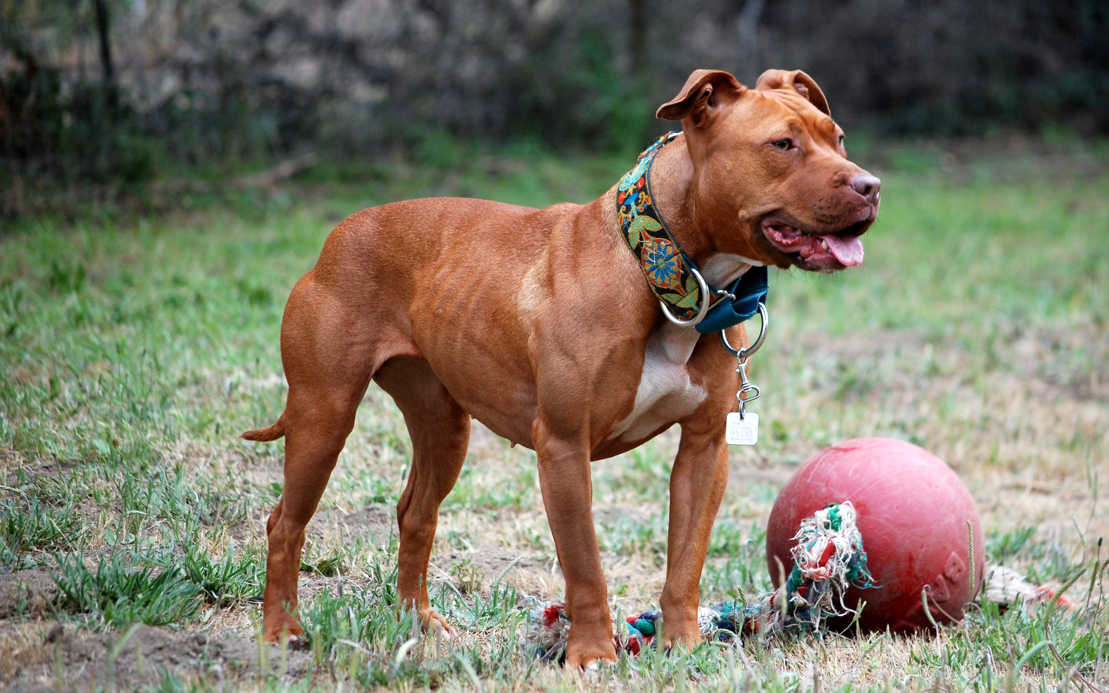 pitbull terrier mix full grown