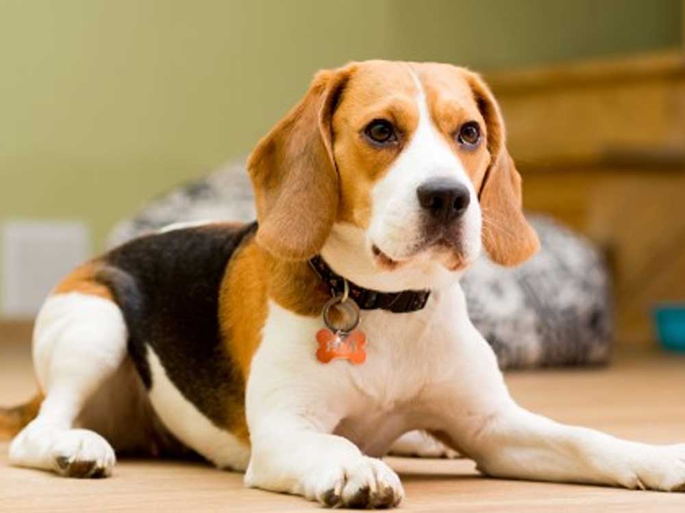 beagle dogs for sale